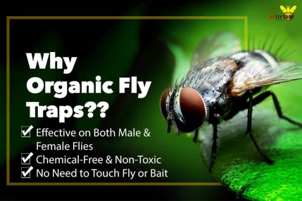 Use State-of-the-Art Organic Disposable Fly Traps to Safeguard Your Premises
